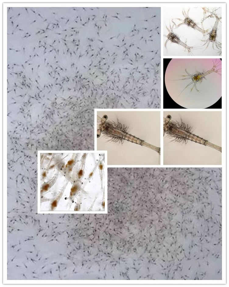 artemia cysts shrimp larval feed artemia cysts shrimp larval feed