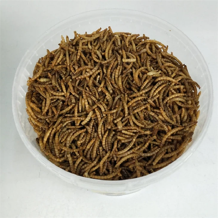 Remarkable Microwaved Dried Mealworms Fish Food Remarkable Microwaved Dried Mealworms Fish Food