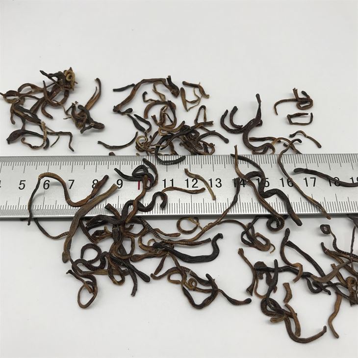 Earthworm fish food Earthworm fish food